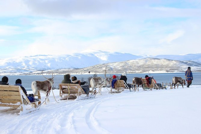 Sami Culture and Short Reindeer Sledding From Tromso - Key Points