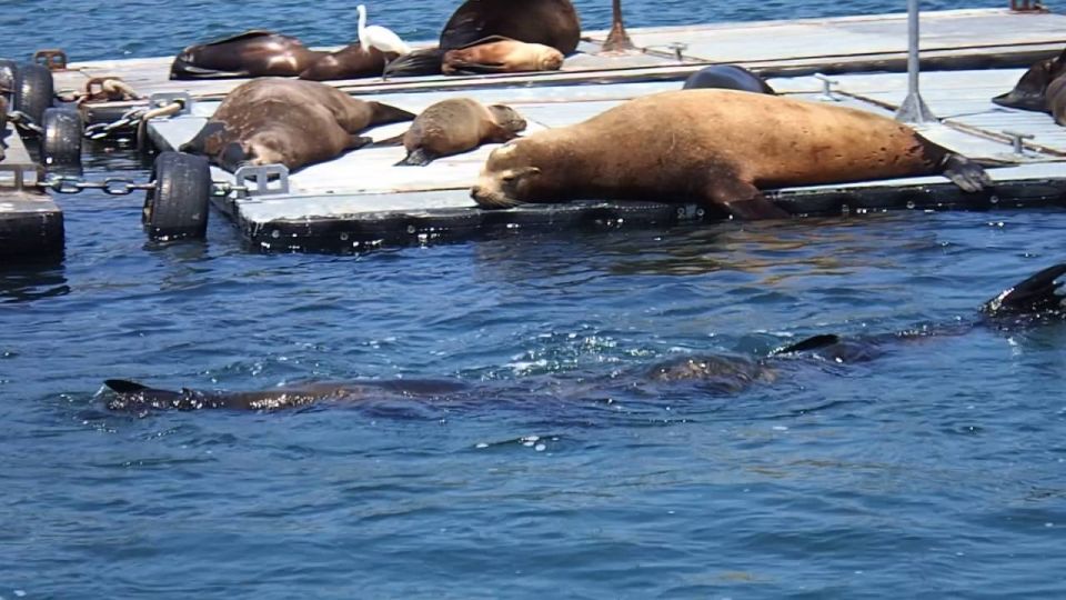 San Diego Bay Private Harbor Tour - Key Points