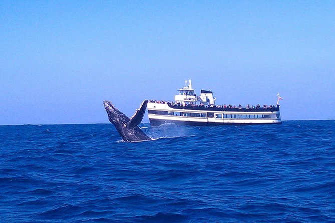 San Diego Whale Watching Cruise - Just The Basics
