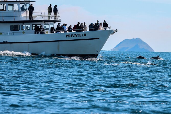 San Diego Whale Watching Tour - Just The Basics