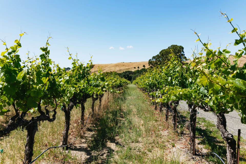 San Francisco: Napa and Sonoma Valley Wine Tour - Key Points