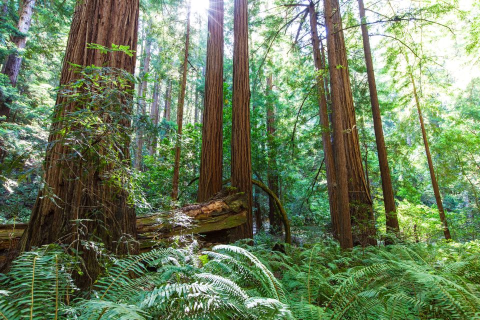 San Francisco: Private Muir Woods, Sausalito Half-Day Trip - Key Points