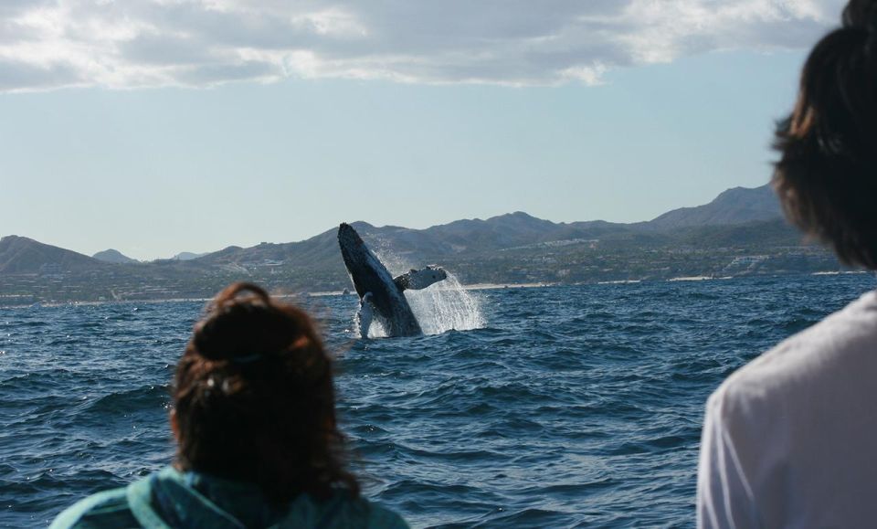 San Jose Del Cabo Private Whale Watching - Key Points