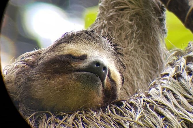 San Jose Walking Nature Tour: Sloths, Birds and Trees - Key Points