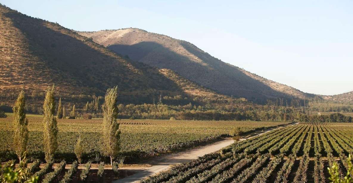 Santiago: Half–Day Santa Rita Vineyard Tour - Key Points