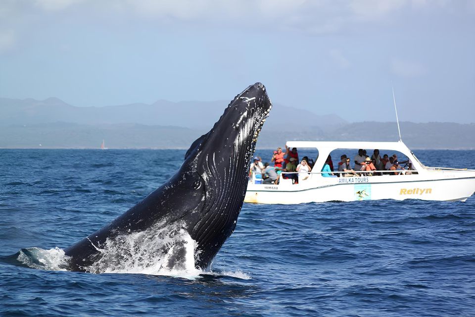 Santo Domingo: Whale Watching and Cayo Levantado - Just The Basics