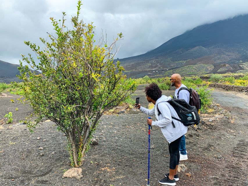 São Filipe: Fogo Volcano With Wine and Cheese Tasting - Key Points