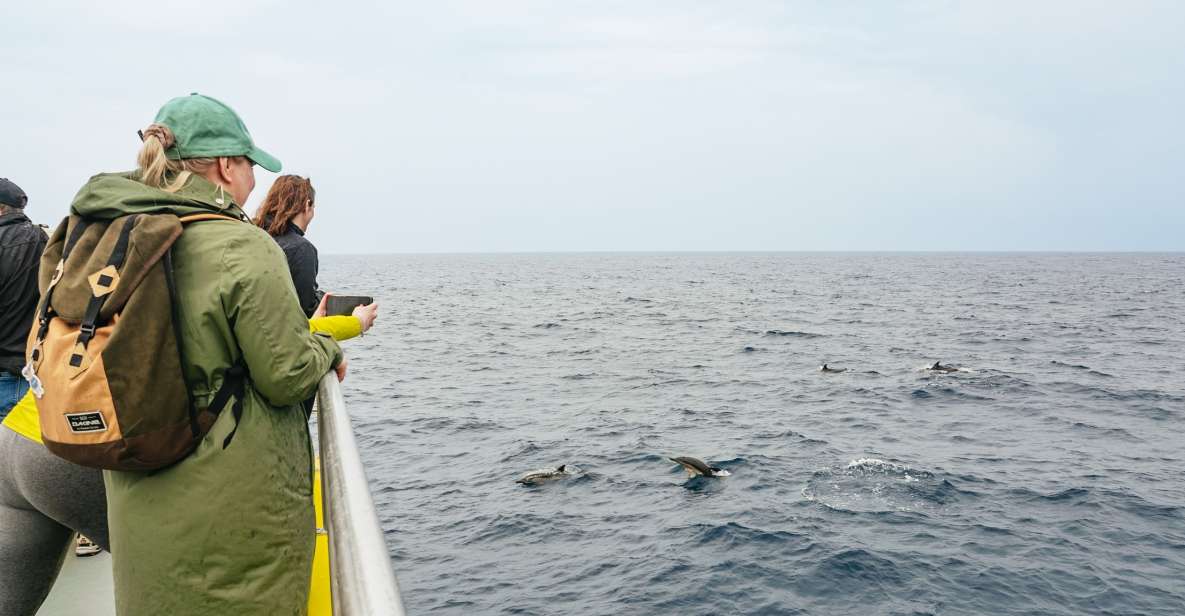 São Miguel Azores: Half-Day Whale Watching Trip - Key Points