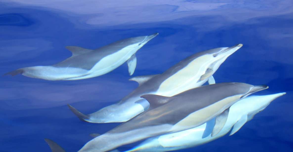 São Miguel: Wild Swimming With Dolphins - Key Points
