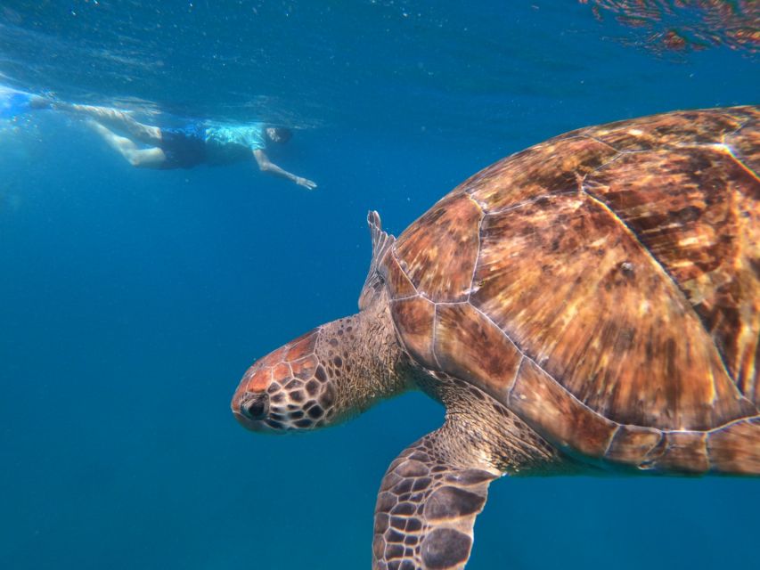 São Vicente: Snorkeling With Turtles Breathtaking Experience - Key Points