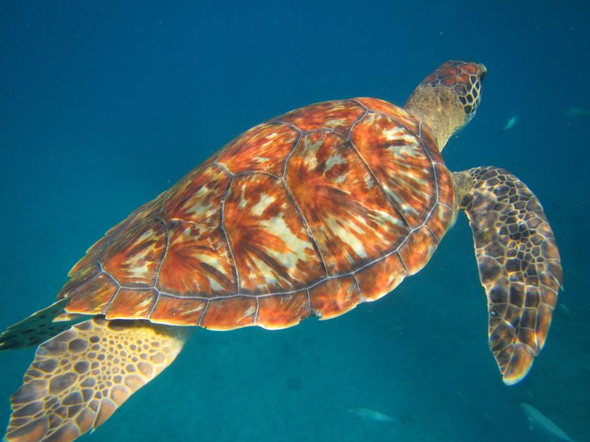 São Vicente: Swimming and Snorkeling Tour With Sea Turtles - Key Points