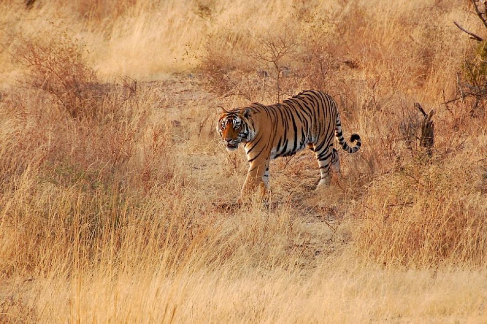 Sawai Madhopur: Ranthambore Guided Safari Trip - Key Points