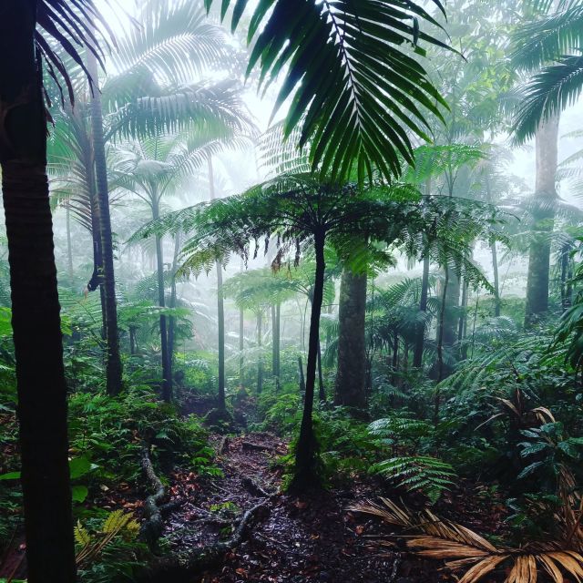 Scenic Rainforest Hike - Key Points