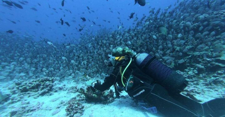 Scuba Diving at Dusk in Unawatuna - Key Points