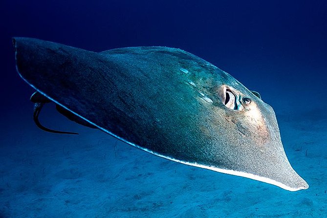 Scuba Diving Multi Dives in Playa De La Americas - Just The Basics