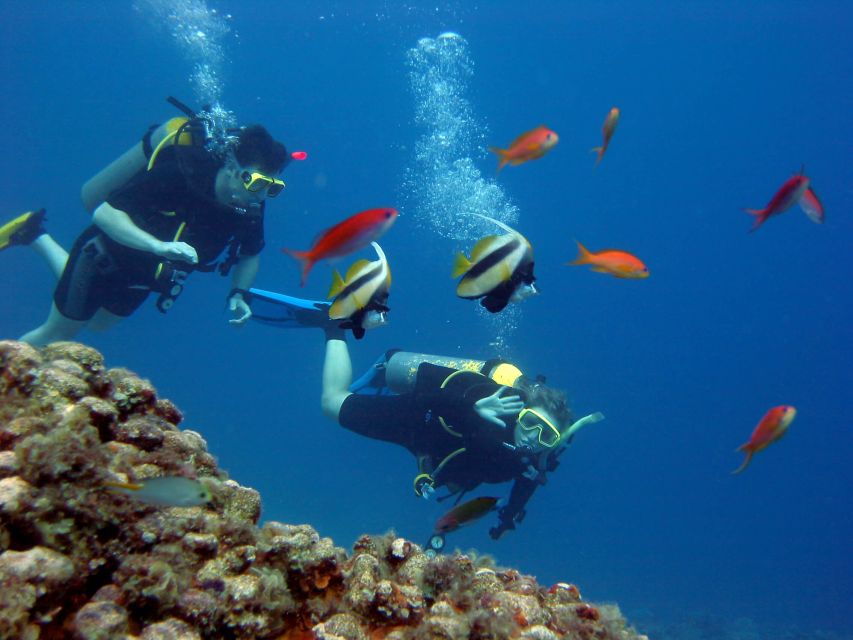 Scuba Diving, Snorkeling and Pick-up, Lunch - Key Points