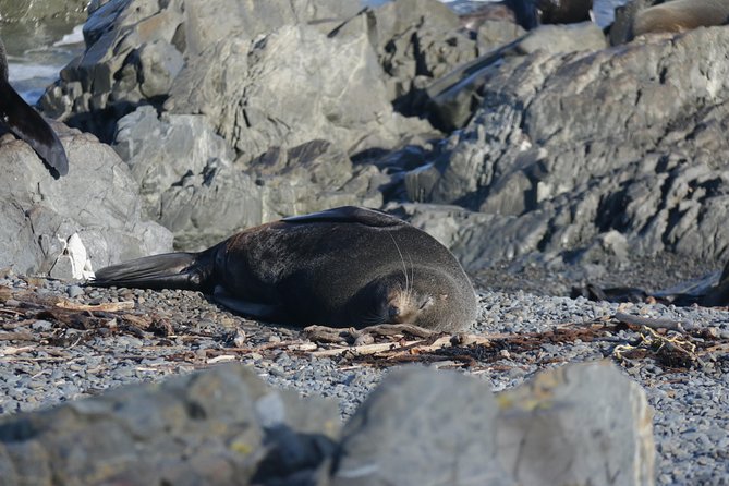 Seal Coast Safari Tour by 4WD - Key Points