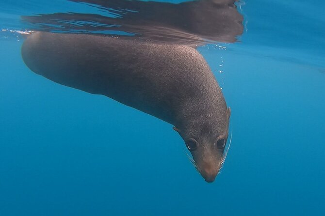 Seal Kayaking Adventure in Kaikoura - Key Points