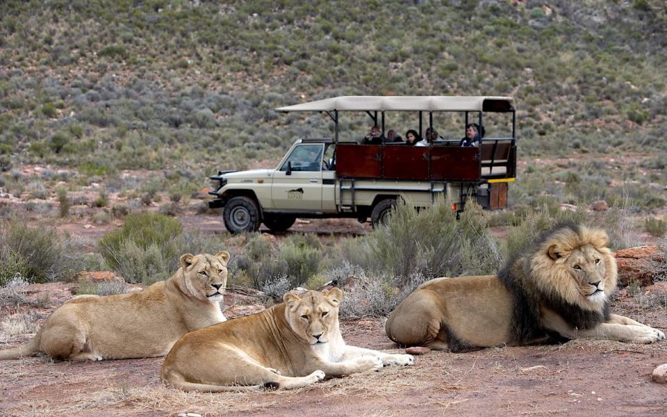 Self Drive Aquila Safari Reserve Early Morning Game Drive - Just The Basics