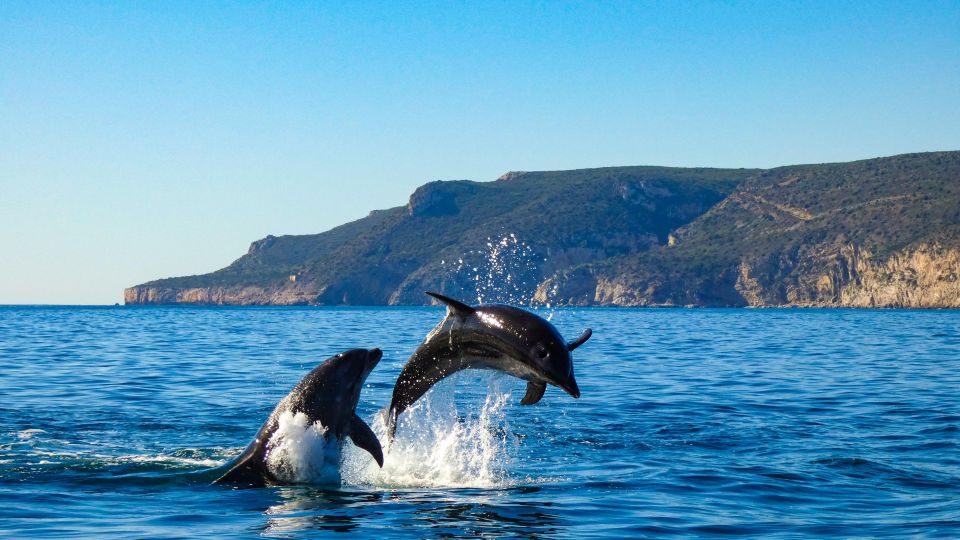 Sesimbra:Private Dolphin Watching Tour Arrábida Natural Park - Key Points