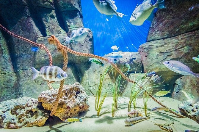 Seville Aquarium Admission Ticket - Key Points