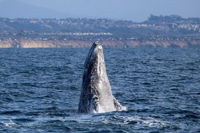 Shared Two-Hour Whale Watching Tour From Oceanside - Just The Basics