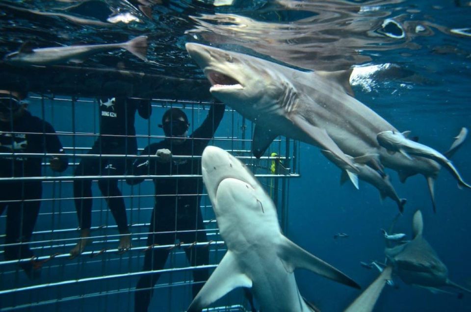 Shark Cage Diving: Full Day Tour Transfer - Key Points