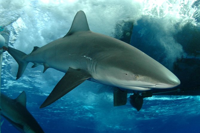 Shark Cage Diving In Oahu - Just The Basics