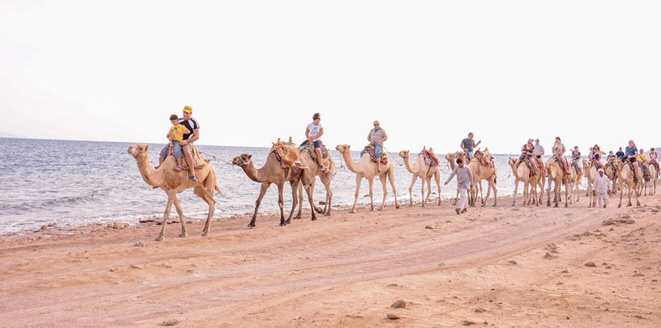 Sharm El Sheikh Camel Riding Safari Tour - Key Points