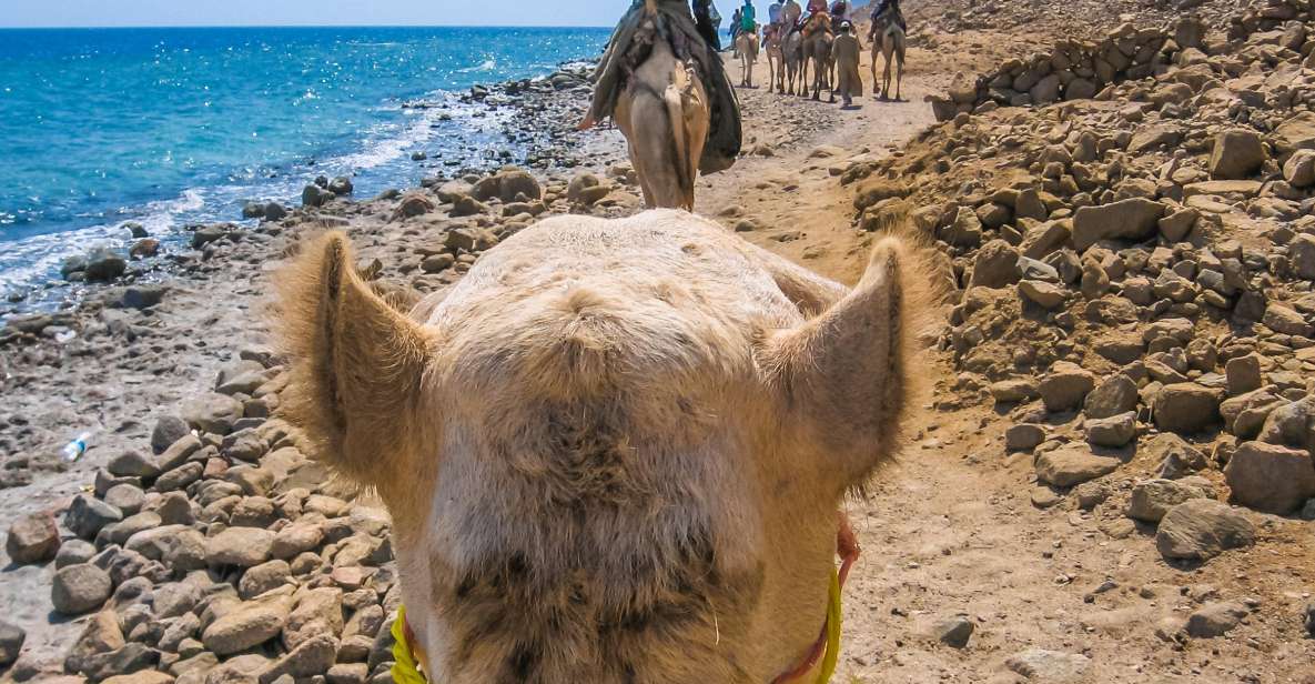 Sharm El Sheikh: Dahab, Canyon, Camel, and Snorkel Jeep Tour - Key Points