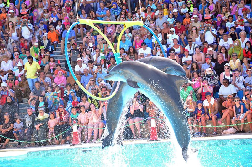 Sharm El-Sheikh: Dolphin Show & Optional Swimming W/Dolphins - Key Points