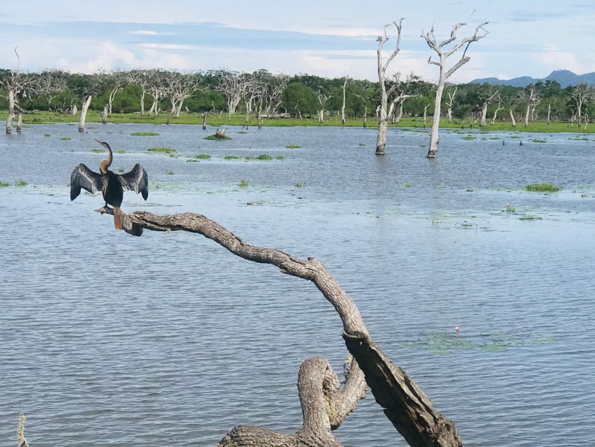 She Is Going on a Udawalawe Safari - Key Points