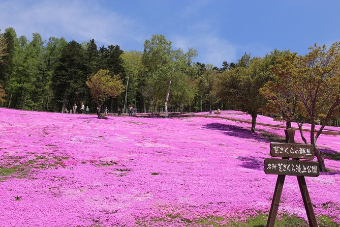 [Shibazakura / Tulip] Going by Private Car, Shibazakura Takinoue Park and Kamiyubetsu Tulip Park - Key Points