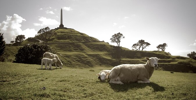 Shore Excursion: Half-Day Auckland Volcanoes Tour - Key Points