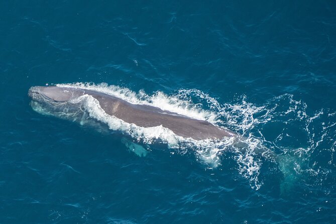 Short Kaikōura Helicopter Tour  - Kaikoura - Key Points