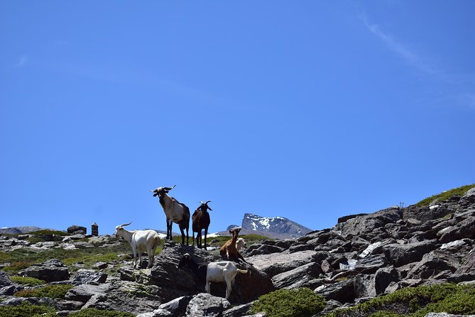 Sierra Nevada Tour (Granada) - Tour Confirmation and Accessibility