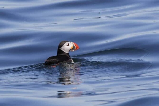 Sightseeing Around Nólsoy to See Puffins - Key Points