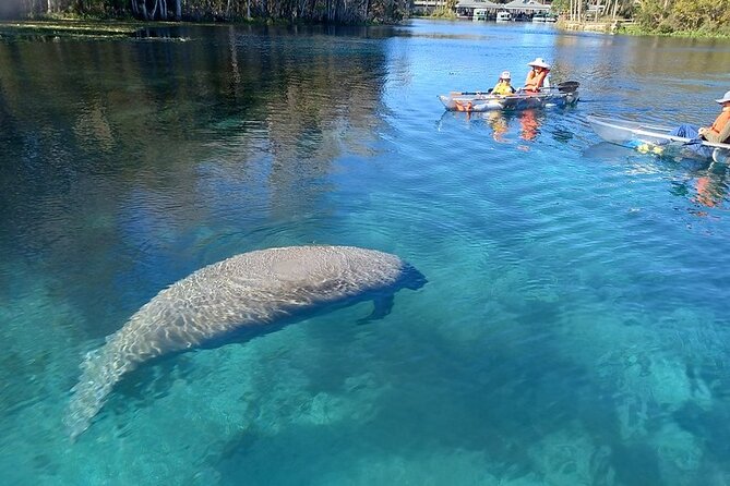 Silver Springs Clear Kayak Or Paddle Board Wildlife Tour (Mar ) - Key Points