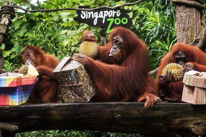 Singapore Zoo & River Wonder Day Ticket & Transfer