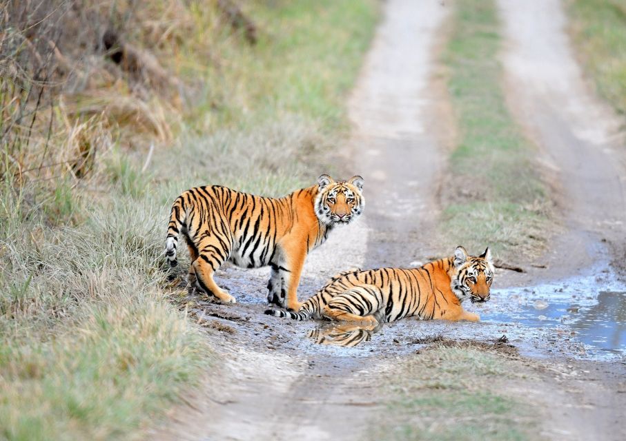 Skip The Line Access: Panna National Park Jungle Safari - Key Points