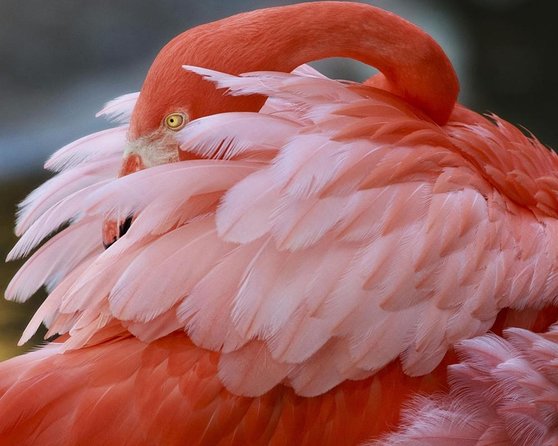 Skip the Line: Flamingo Gardens Admission Ticket in Fort Lauderdale - Key Points