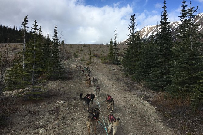 Sled Dog Adventure and Pan for Gold in the Yukon - Key Points