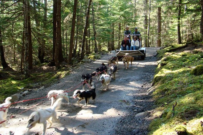 Sled Dog Discovery in Skagway - Key Points