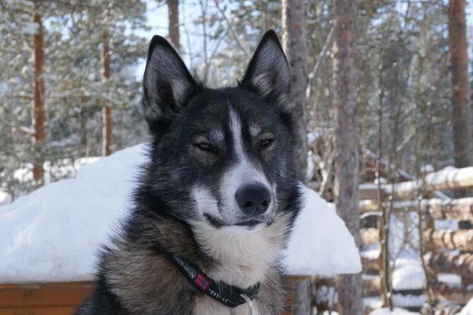 Sled Trip With Husky in the Alta Valley - Tour Overview