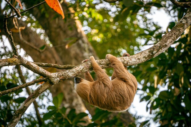 Sloth and Kayak Tour in Punta Uva Beach and Jungle - Key Points