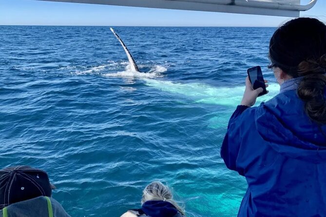Small Boat Whale Watching Tour in Gold Coast - Key Points