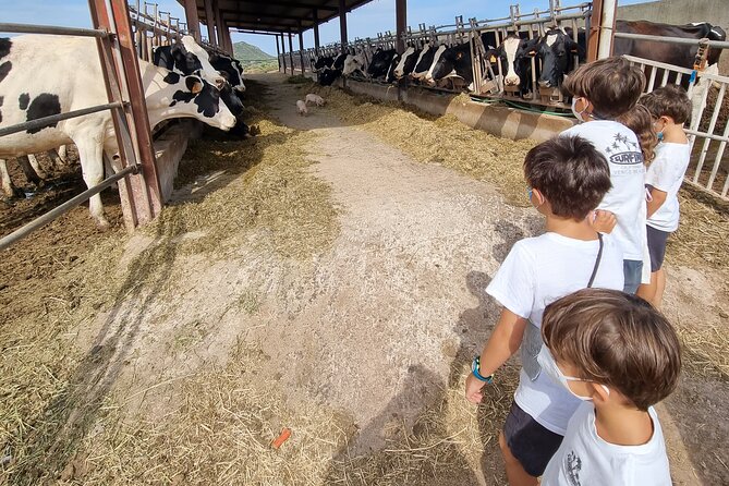 Small Group Cheese Making and Tasting From the Island of Baleares - Farm Dairy Visit for Mahon Cheese