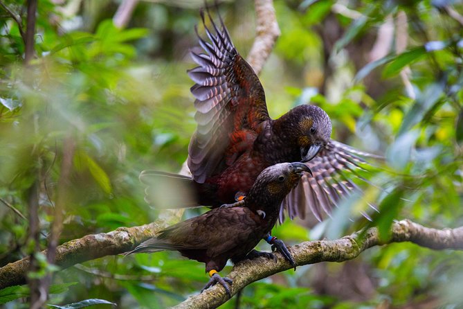 Small Group Daytime 2-Hour Eco Wildlife Tour at Zealandia - Key Points