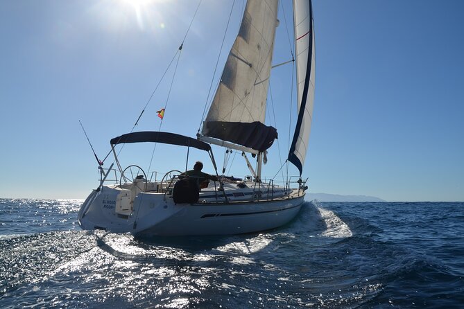 Small Group Excursion Whales and Dolphin Watching Los Gigantes - Just The Basics