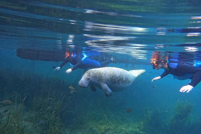 Small Group Manatee Swim Tour With In Water Guide - Just The Basics